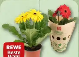 REWE Rewe Beste Wahl Gerbera Angebot