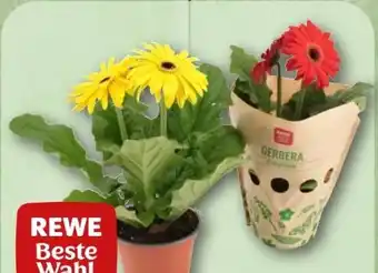 REWE Rewe Beste Wahl Gerbera Angebot