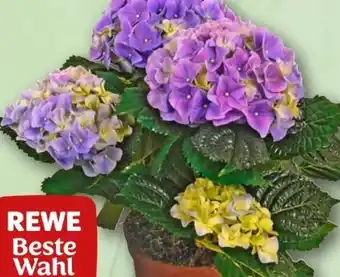 REWE Rewe Beste Wahl Hortensie Angebot