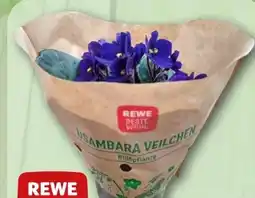 REWE Rewe Beste Wahl Usambaraveilchen Angebot