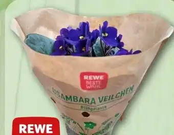 REWE Rewe Beste Wahl Usambaraveilchen Angebot