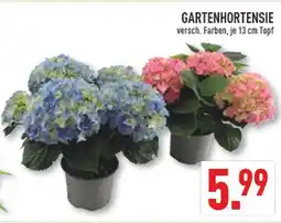 Marktkauf Gartenhortensie Angebot