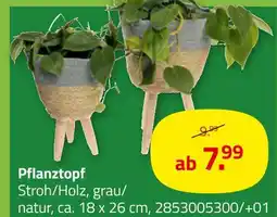 ROLLER Pflanztopf Angebot