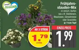 Edeka Frühjahrsstauden-mix Angebot