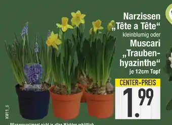 Edeka Narzissen tête a tête muscari traubenhyazinthe Angebot