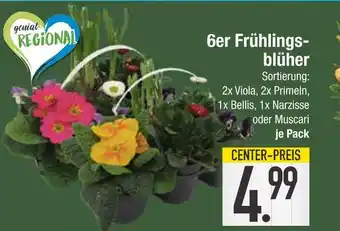 Edeka Genial regional 6er frühlingsblüher Angebot