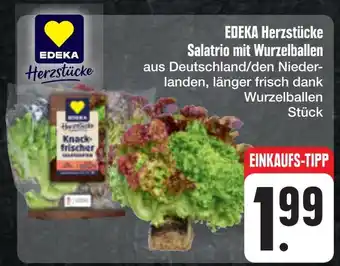 E-Center Edeka herzstücke salatrio mit wurzelballen Angebot