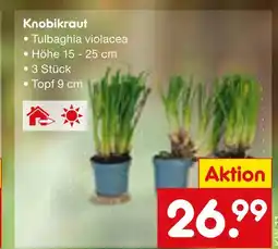 Netto Marken-Discount Tulbaghia violacea knobikraut Angebot