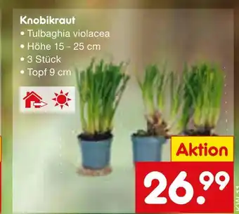 Netto Marken-Discount Tulbaghia violacea knobikraut Angebot