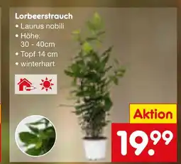 Netto Marken-Discount Laurus nobilis lorbeerstrauch Angebot