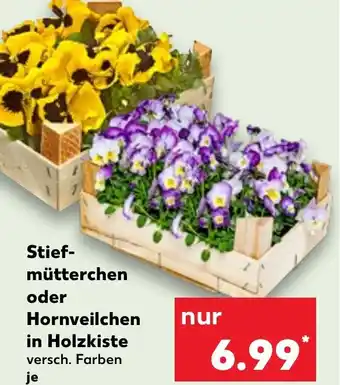 Kaufland Stiefmütterchen oder Hornveilchen in Holzkiste Angebot