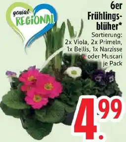 Edeka 6er Frühlingsblüher Angebot