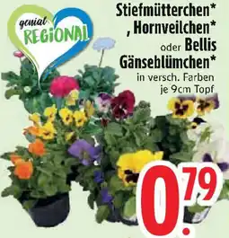 Edeka Stiefmütterchen, Hornveilchen oder Bellis Gänseblümchen Angebot