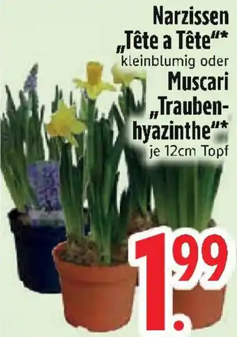 Edeka Narzissen ,,Tête a Tête" oder Muscari ,,Traubenhyazinthe" Angebot