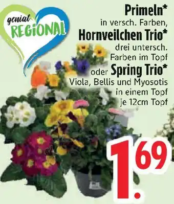 Edeka Primeln, Hornveilchen Trio oder Spring Trio Angebot