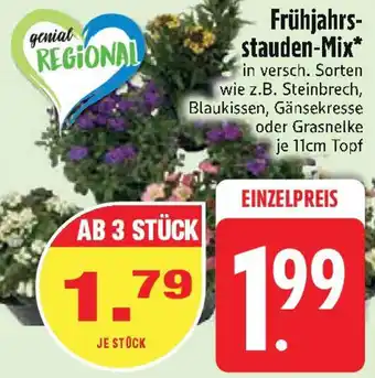 Edeka Frühjahrsstauden-Mix Angebot