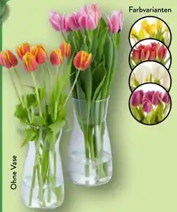 Aldi Nord Gardenline Tulpen Angebot