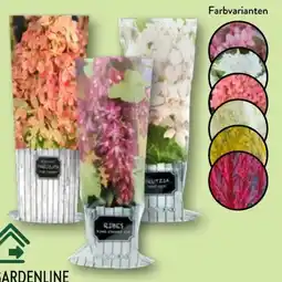 Aldi Nord Gardenline Rispenhortensie Angebot