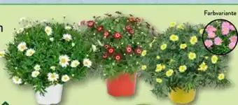 Aldi Nord Gardenline Margeriten-Busch Angebot