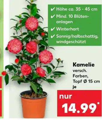 Kaufland Kamelie Angebot