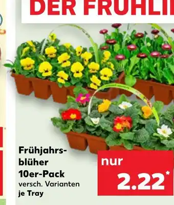 Kaufland Frühjahrsblüher Angebot