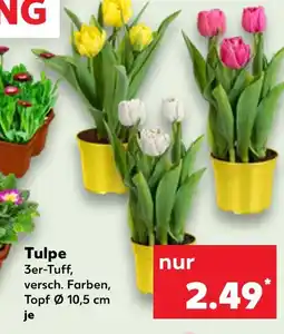 Kaufland Tulpe Angebot