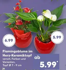 Kaufland Flamingoblume im herz-keramiktopf Angebot