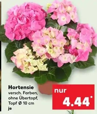 Kaufland Hortensie Angebot