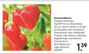 Hellweg Gartenerdbeere Angebot