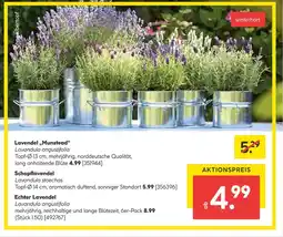 Hellweg Lavendel „munstead“, schopflavendel oder echter lavendel Angebot