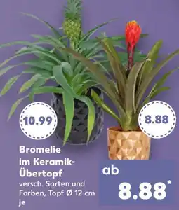 Kaufland Bromelie im Keramik Übertopf Angebot