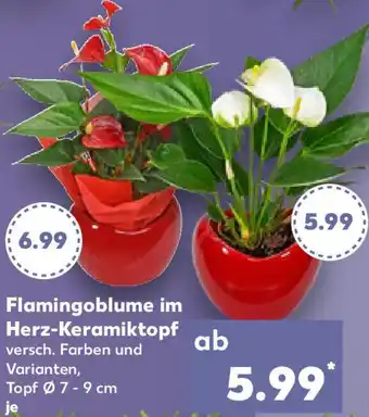 Kaufland Flamingoblume im Herz-Keramiktopf Angebot