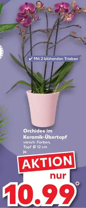 Kaufland Orchidee im Keramik-Übertopf Angebot