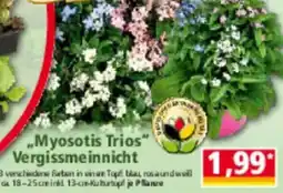 Norma Myosotis Trios Vergissmeinnicht Angebot