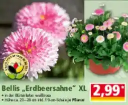 Norma Bellis „Erdbeersahne" XL Angebot