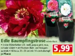 Norma Edle Baumpfingstrose Angebot