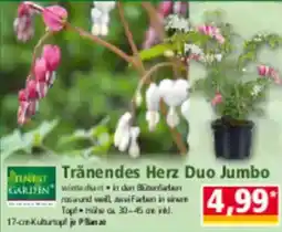 Norma Finest Garden Tränendes Herz Duo Jumbo Angebot