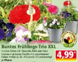 Norma Buntes Frühlings Trio XXL Angebot