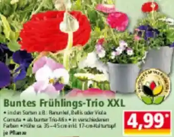 Norma Buntes Frühlings Trio XXL Angebot