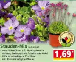 Norma Stauden Mix Angebot