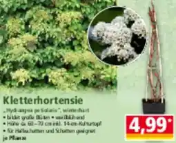 Norma Kletterhortensie Angebot