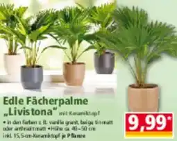 Norma Edle Fächerpalme ,,Livistona" Angebot