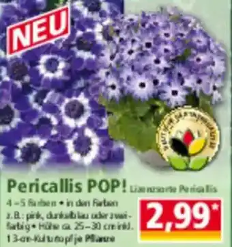 Norma Pericallis POP! Angebot