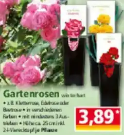 Norma Gartenrosen Angebot