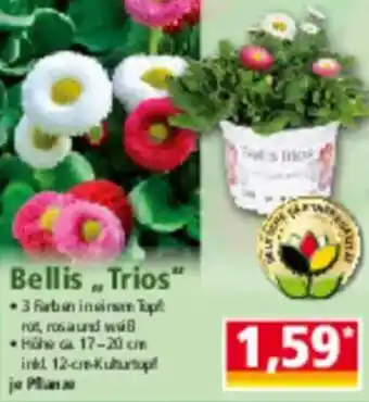 Norma Bellis Trios Angebot