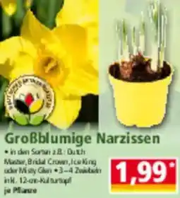 Norma Großblumige Narzissen Angebot