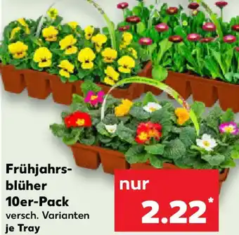 Kaufland Frühjahrsblüher 10er-Pack Angebot