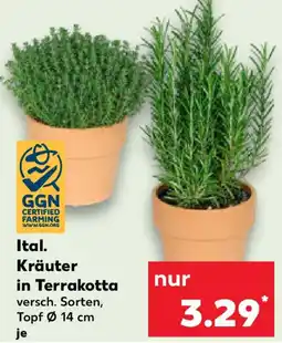 Kaufland Ital. Kräuter in Terrakotta Angebot