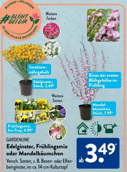 Aldi Süd GARDENLINE Edelginster, Frühlingsmix oder Mandelbäumchen Angebot