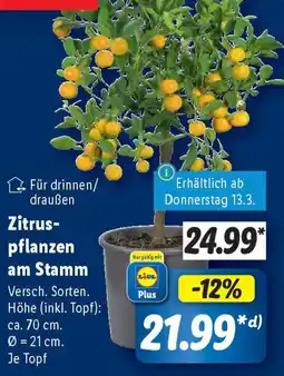 Lidl Zitrus- pflanzen am Stamm Angebot